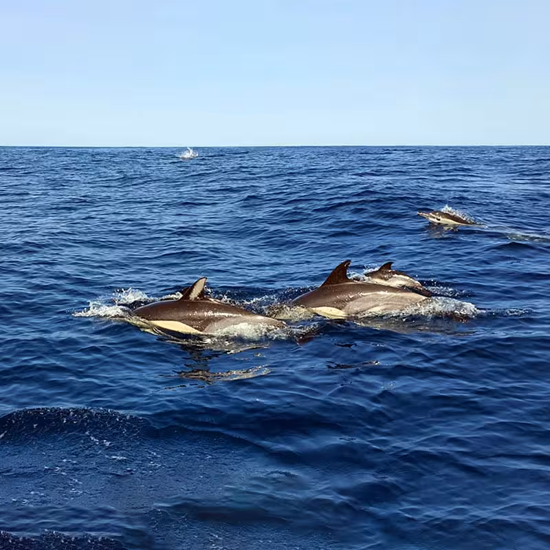 A pod of dolphins gracefully swimming in the open ocean on an exciting whale watching tour.
