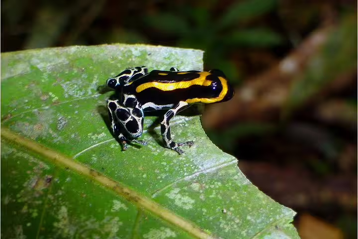 Vibrant poison dart frog on a leaf, showcasing Amazon's diverse wildlife at Amazon Mamori lodge adventure tour.