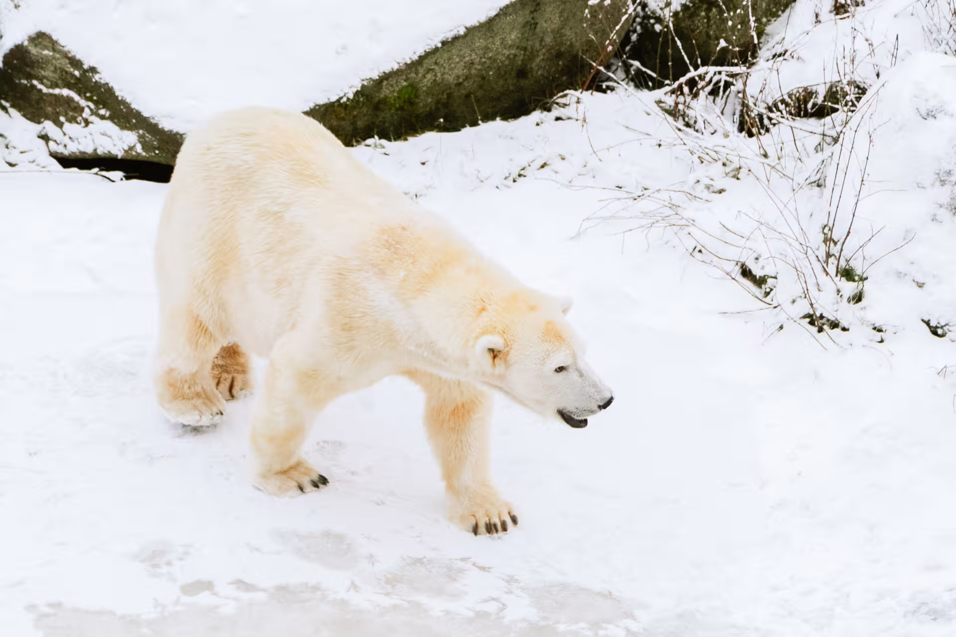 Majestic polar bear walking across snowy terrain at Ranua Wildlife Park, ideal for a family-friendly adventure.
