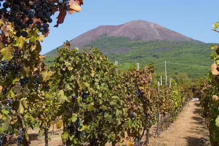 Lush Vesuvius vineyards heavy with grapes beneath Mount Vesuvius on a guided Pompeii shore excursion winery visit