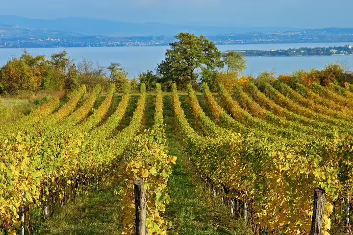 Sunlit vineyard rows near Mt Vesuvius with lake and hills beyond, featured winery stop on Pompeii day trip