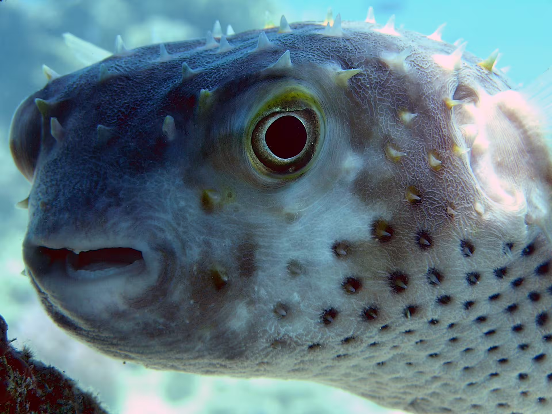 Close-up of spotted porcupinefish on a Red Sea snorkel trip in Port Ghalib, Egypt reef marine life