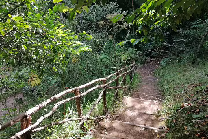 Rustic wooden path leading through dense forest foliage in Portela, perfect for hiking and nature exploration.