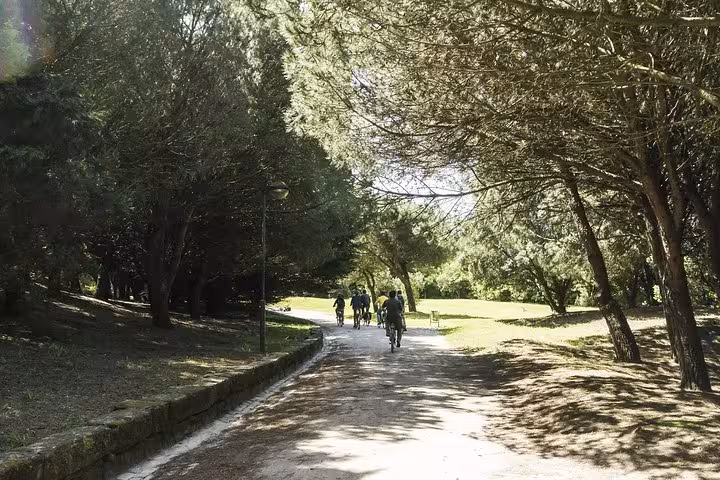 Cyclists ride through a serene, tree-lined path in Porto, ideal for a 3-hour small-group bike tour.