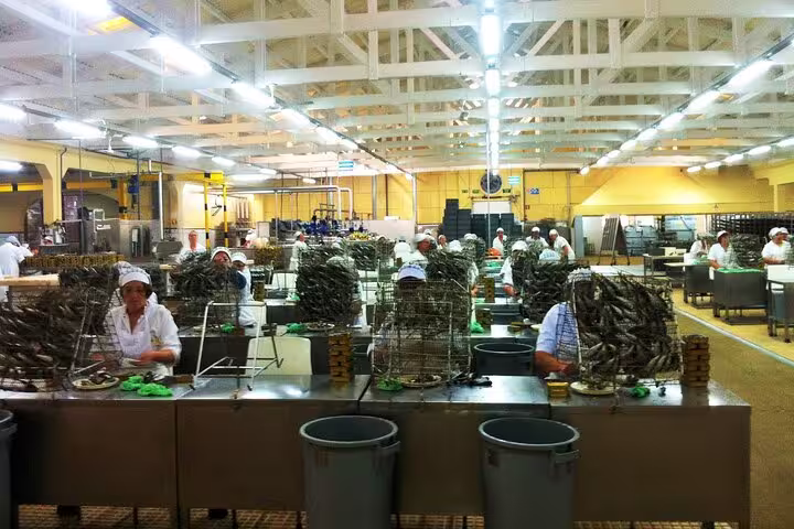 Workers sorting fresh seafood in a bustling processing facility during the Porto Fish Tour Private Experience.
