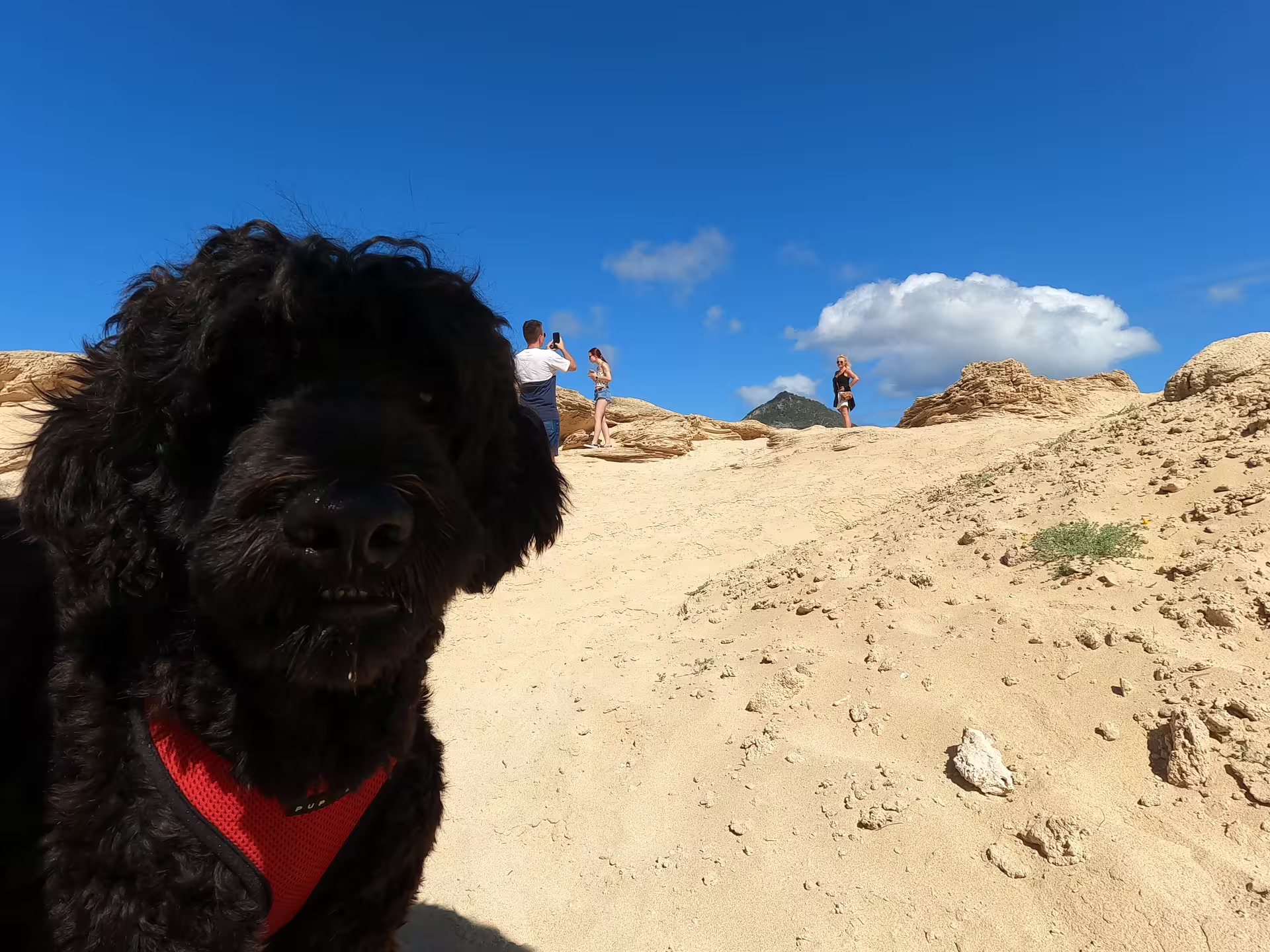 Black dog with a red harness explores sandy dunes under a clear blue sky during a Porto Santo half-day island tour.