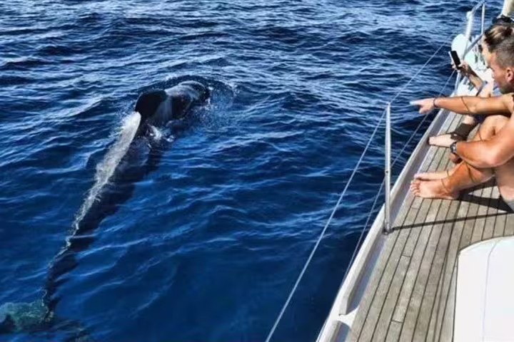 Guests on a premium yacht charter observing a whale up close in clear blue ocean waters.