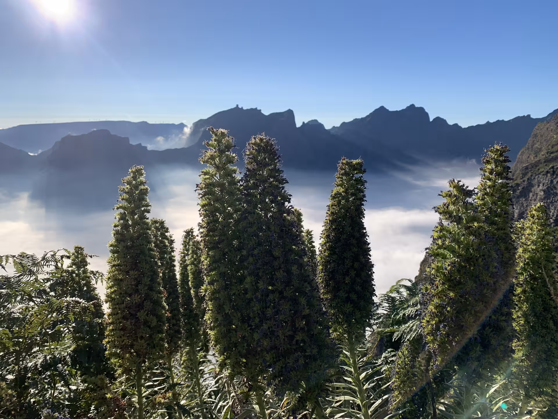 Private guided Madeira tour featuring endemic Pride of Madeira plants above a stunning sea of clouds and mountain peaks
