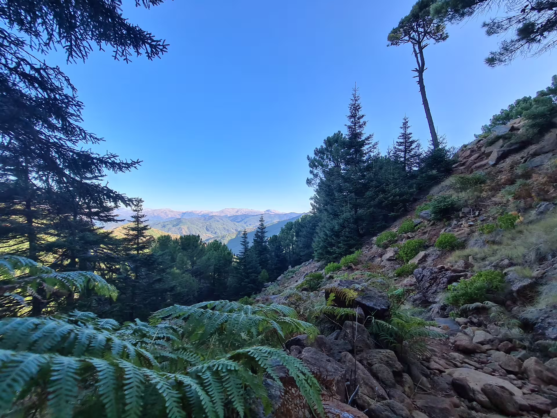 Scenic view of lush green trails and diverse flora in Bosque de Pinsapos, Sierra Bermeja, perfect for private hiking.