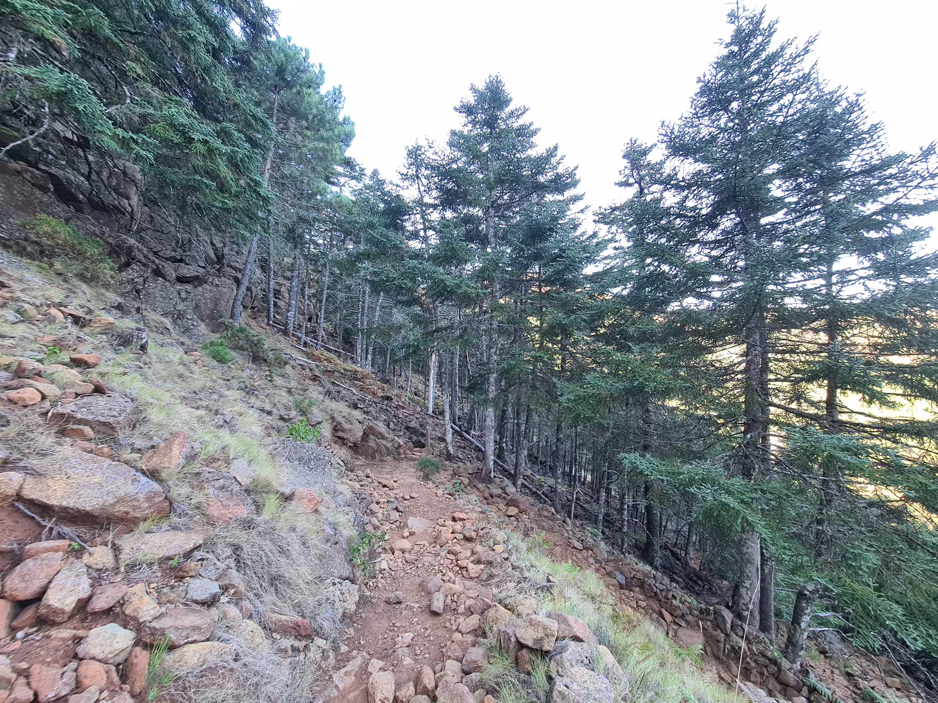 Scenic hiking trail through the lush Bosque de Pinsapos in Sierra Bermeja, featuring rocky terrain and evergreen trees.