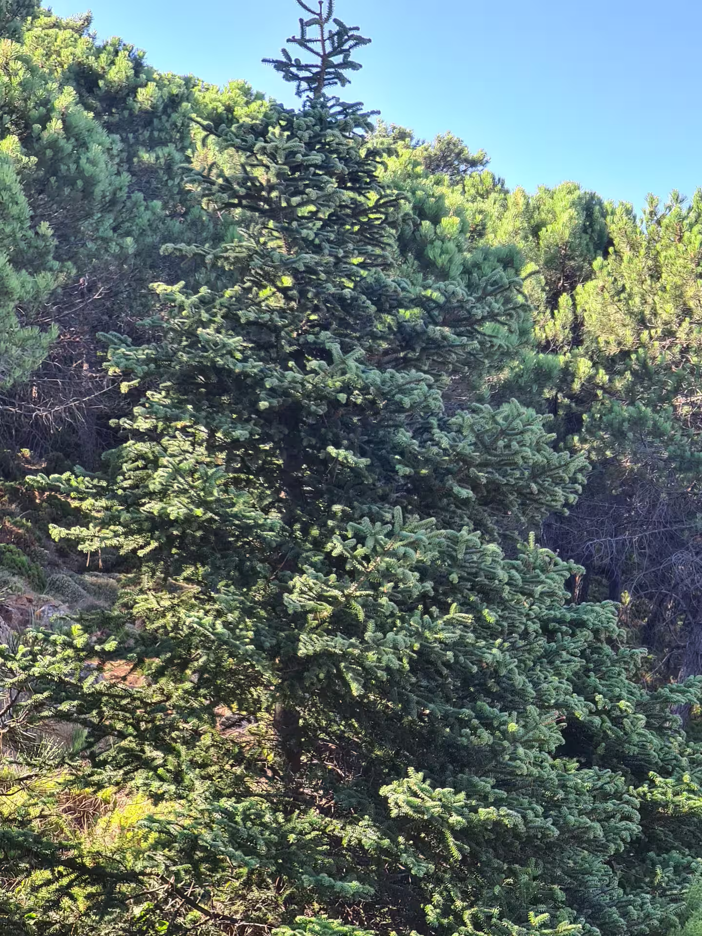Lush green Pinsapo trees in Sierra Bermeja forest under clear blue sky, ideal for private hiking tour with transfer.