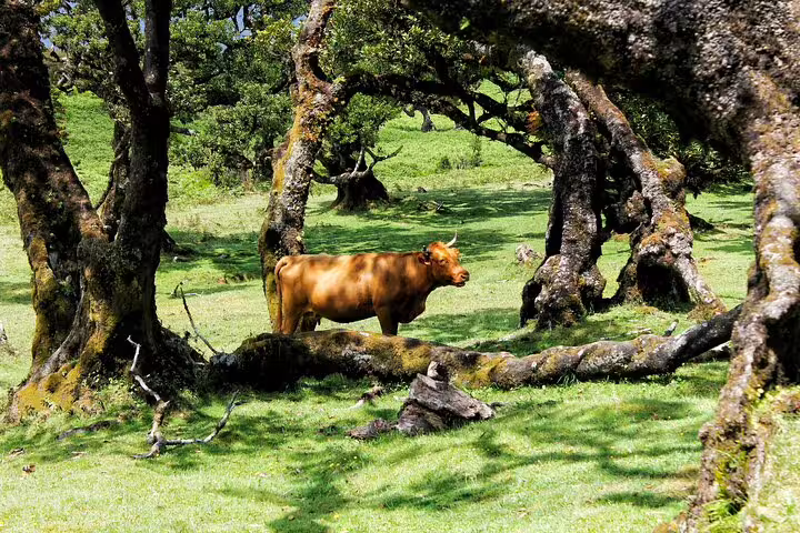 A tranquil cow grazes amidst ancient, twisted trees in a lush, green landscape on the Private Magical Shore Excursion West.