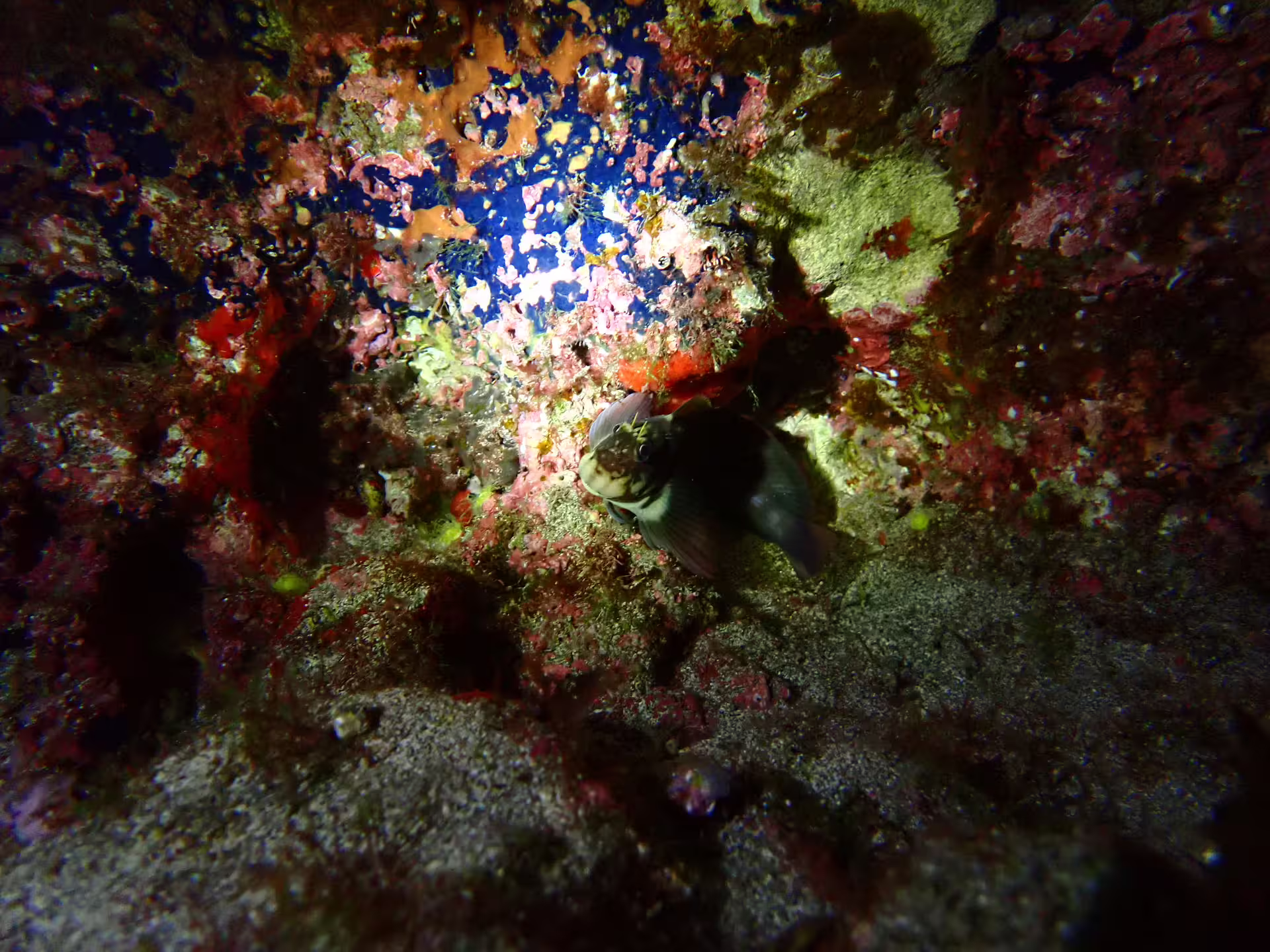 A vibrant underwater scene during a private night snorkeling tour, showcasing colorful coral and a curious fish.