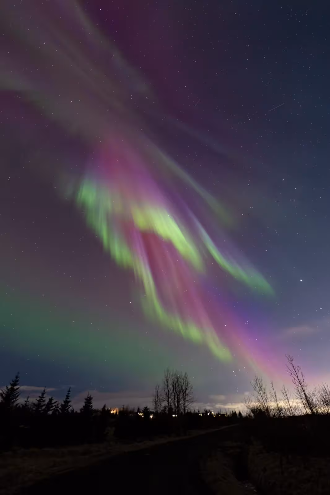Vivid green and purple aurora borealis swirling over silhouetted trees in Iceland at night