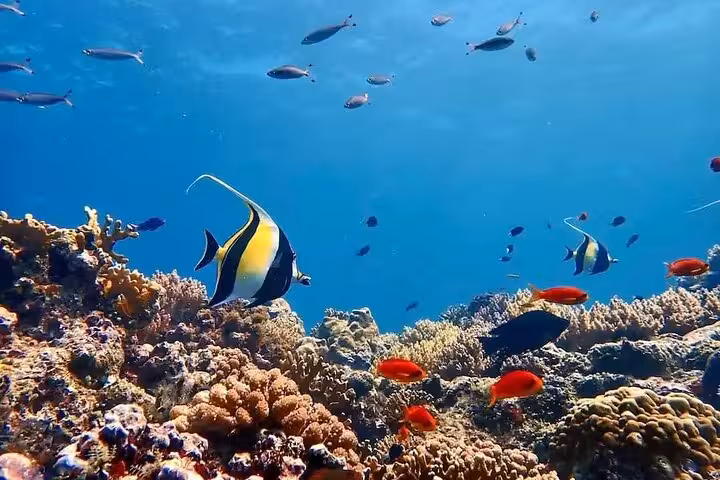 Colorful coral reef and tropical fish snorkeling at Mahmya Island on a private speedboat tour from Hurghada