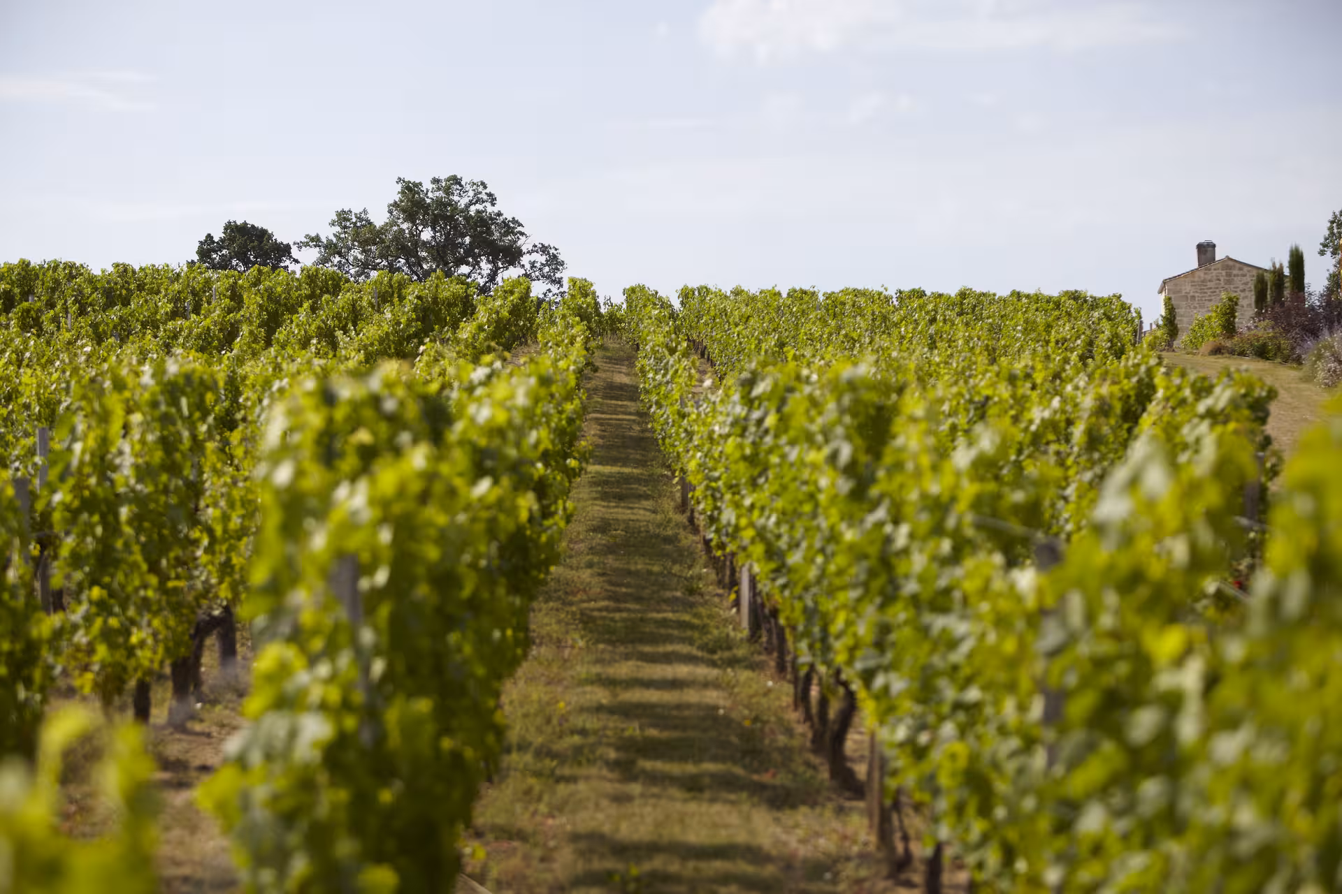 Lush green vineyard rows on a sunny hillside near Nice, with a stone building in the background