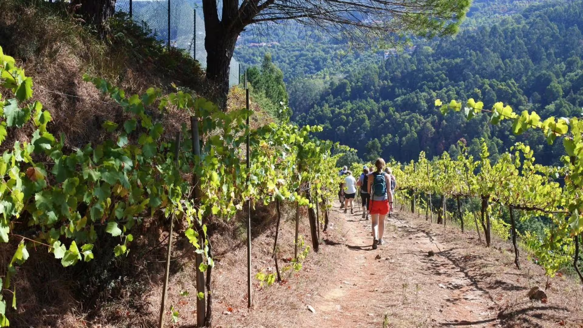 Image of Visiting the Vineyards of an Estate in the Vinho Verde Region