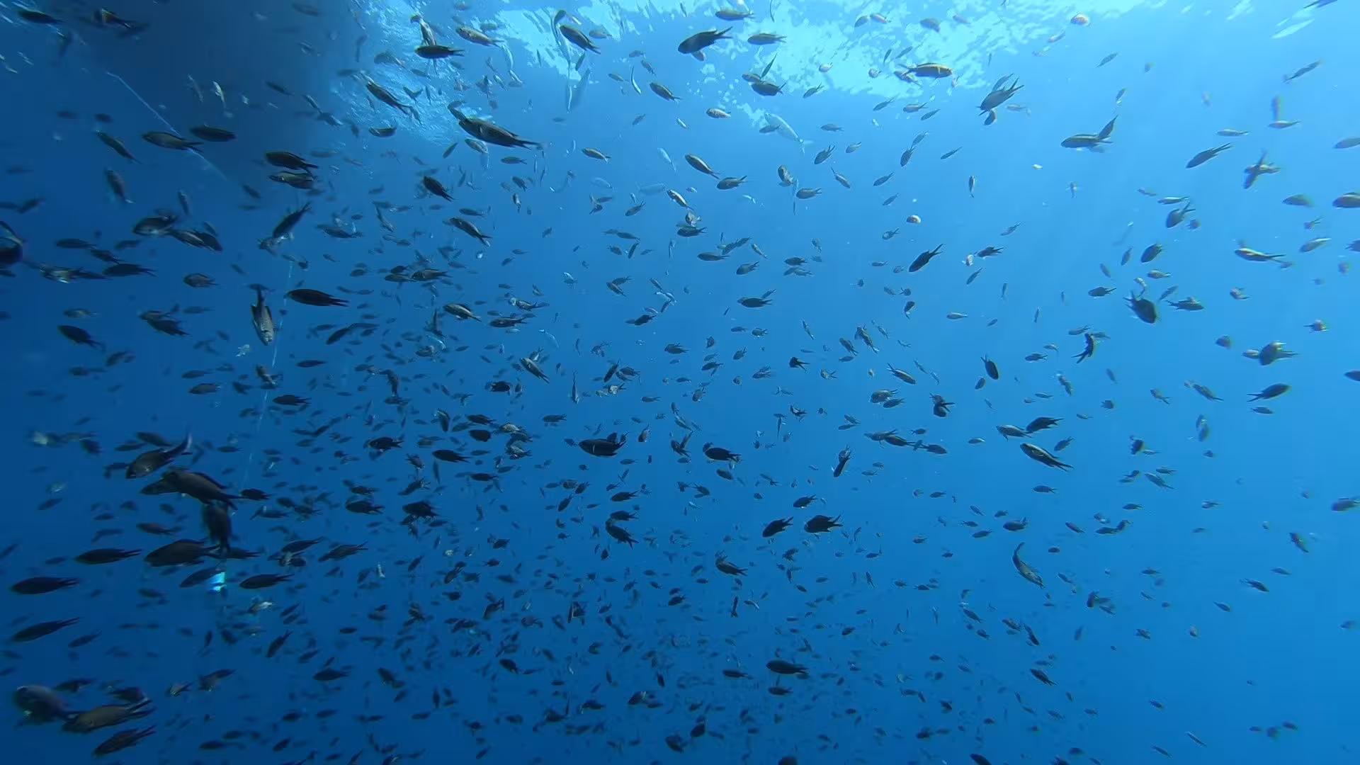 Vibrant school of fish in crystal-clear waters of Tavolara, ideal for professional divers seeking marine life exploration.