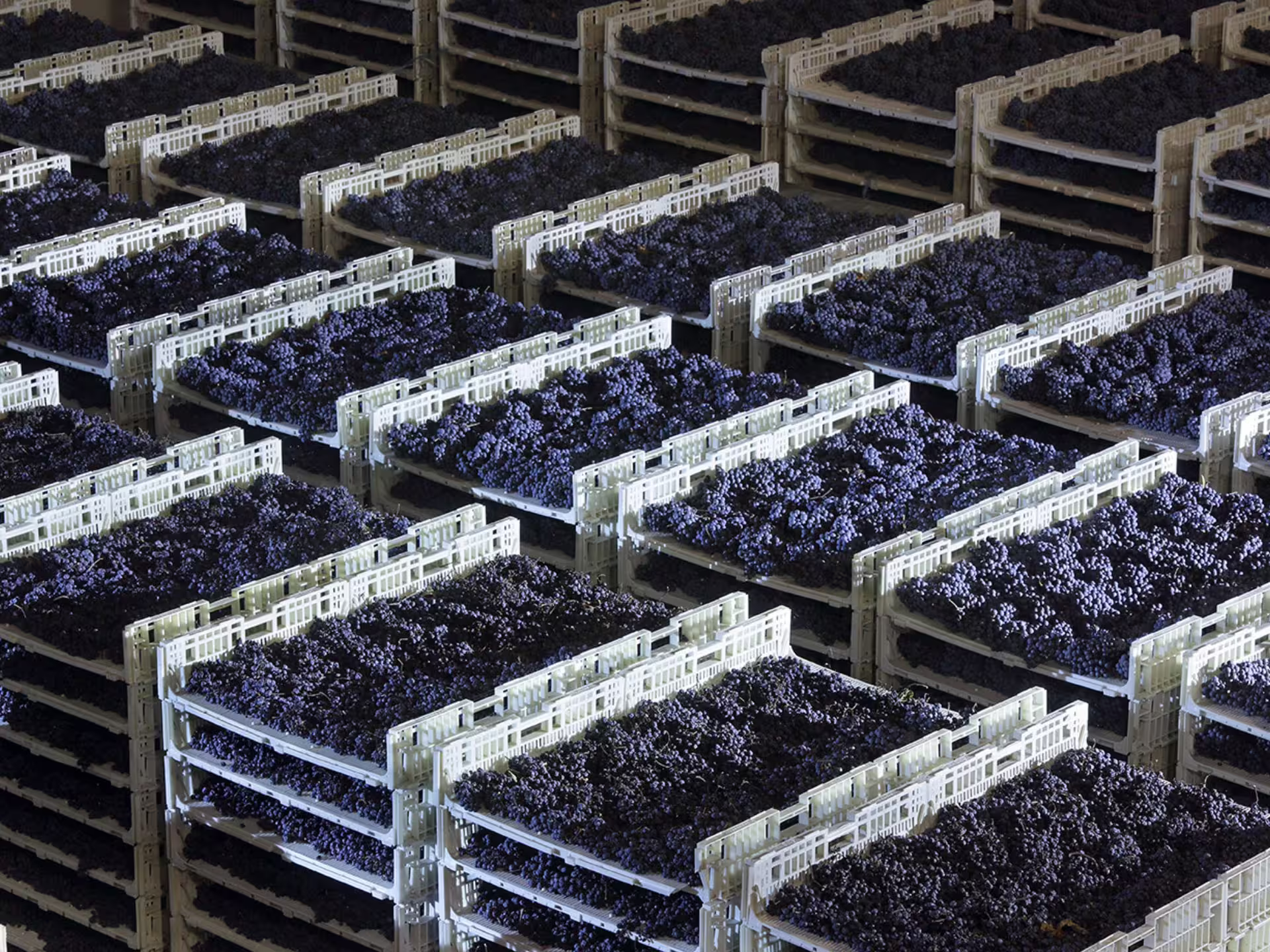 Stacks of harvested grapes in crates at a Prosecco winery near Venice, ready for the winemaking process.
