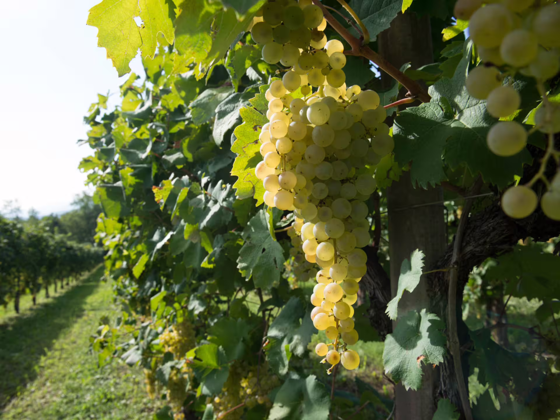 Vibrant vineyard with lush grapevines, setting the scene for a Prosecco tasting in the countryside.