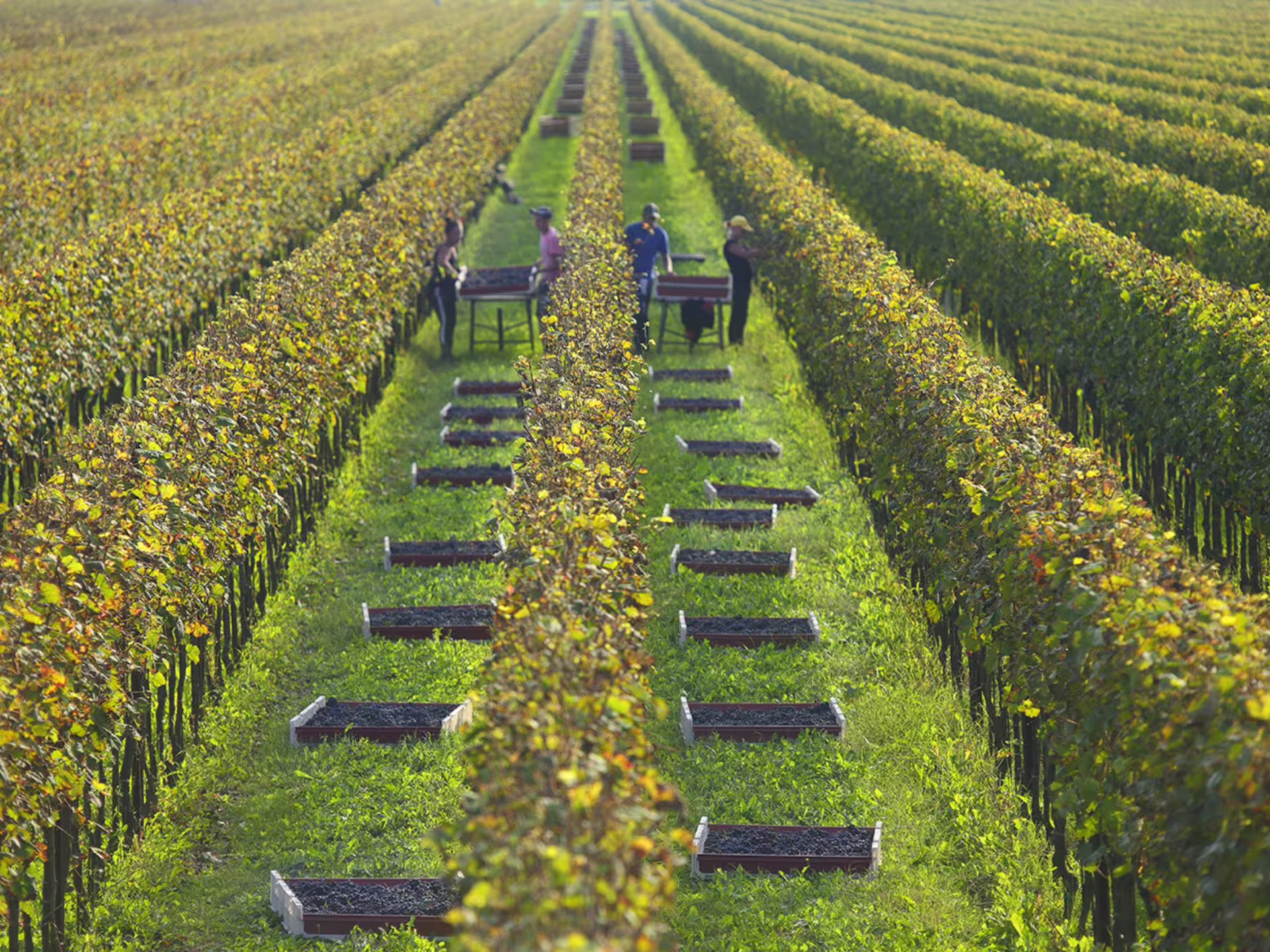 Workers harvesting grapes in picturesque vineyard rows near Venice, ideal for Prosecco winery and food pairing tours.
