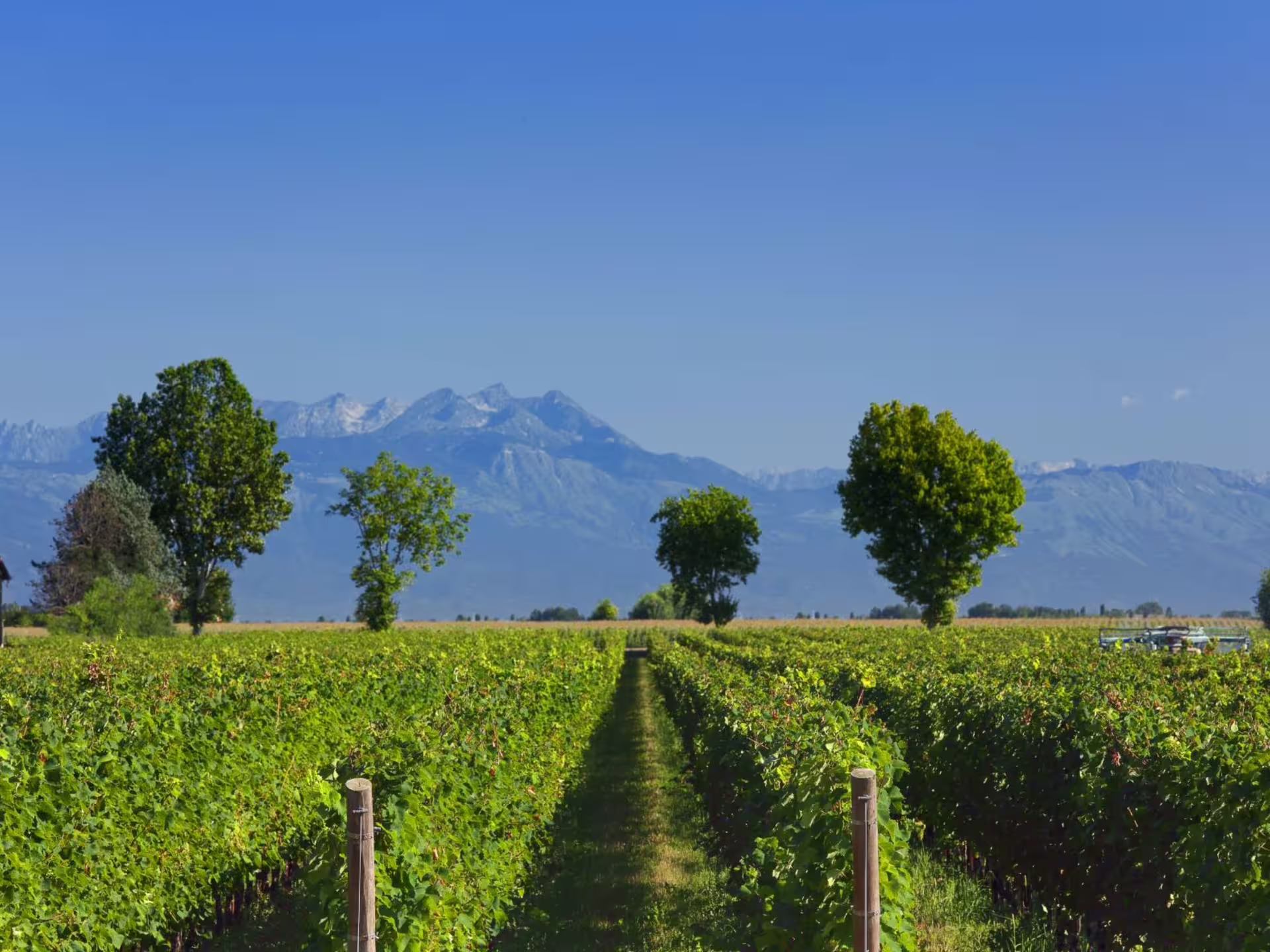 Expansive vineyard with rows of grapevines and distant mountain views, perfect for Prosecco tasting tours.