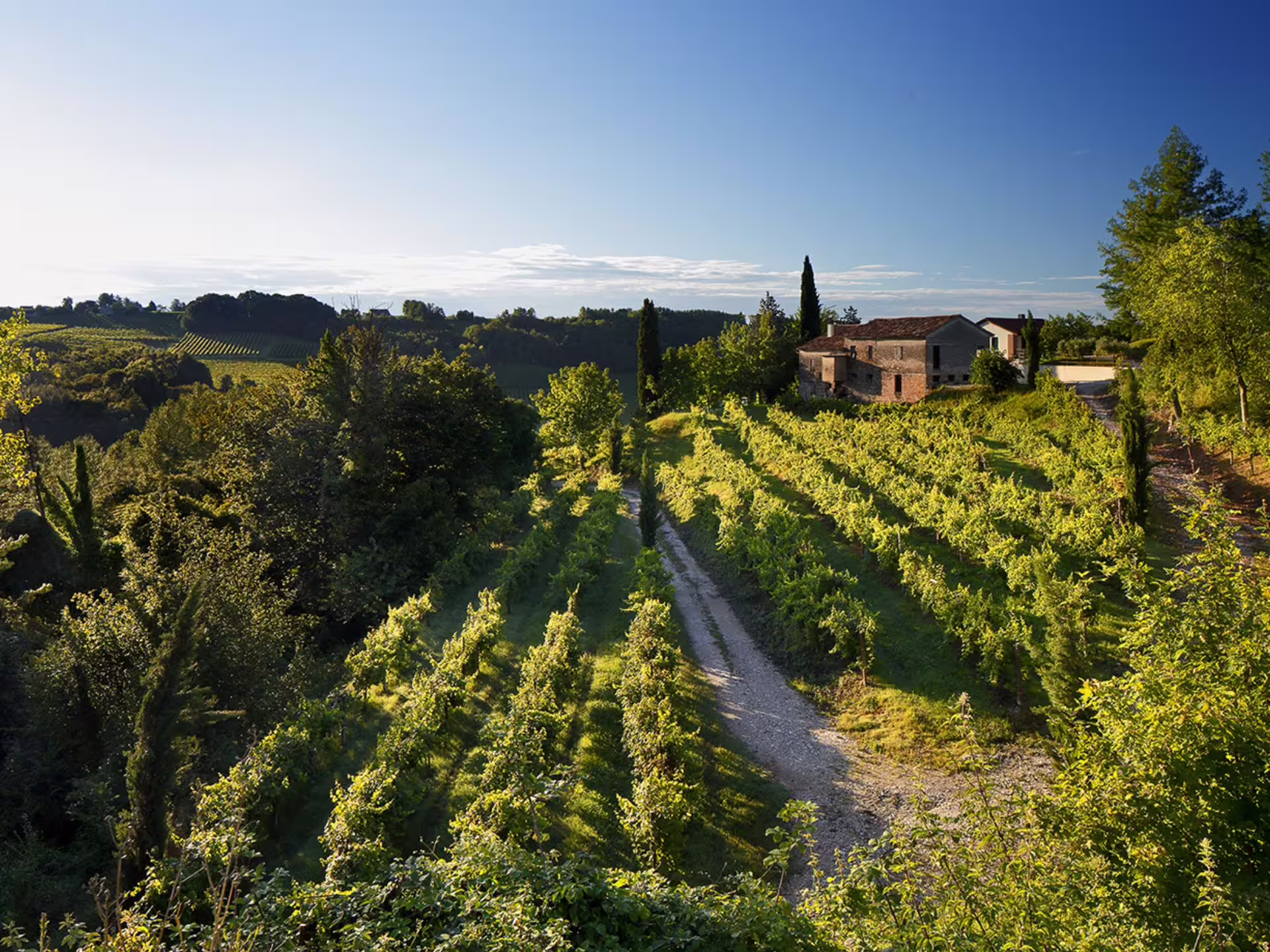 Scenic vineyard landscape near Venice with lush green vines and rustic farmhouse under a clear blue sky.