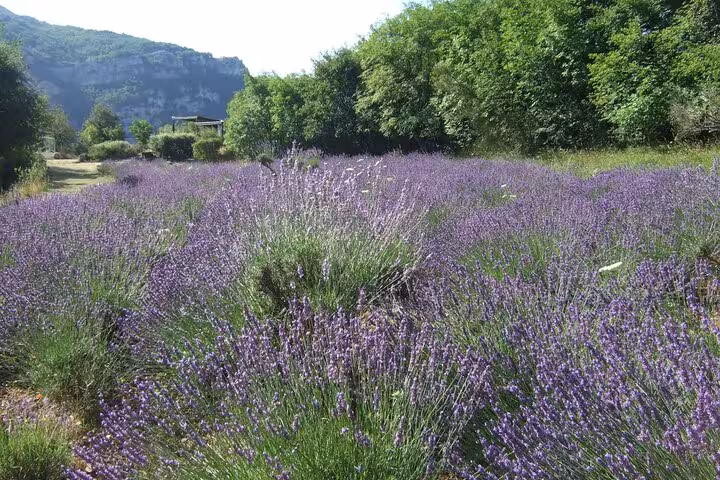 Vibrant lavender fields in the Provencal countryside, offering a serene landscape perfect for a private tour experience.