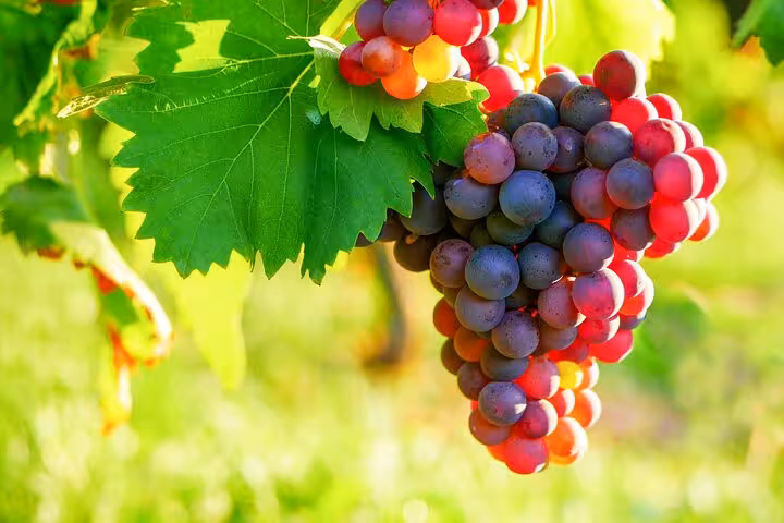 Fresh red grapes hanging on vine with green leaves in Provençal vineyard during wine tasting tour