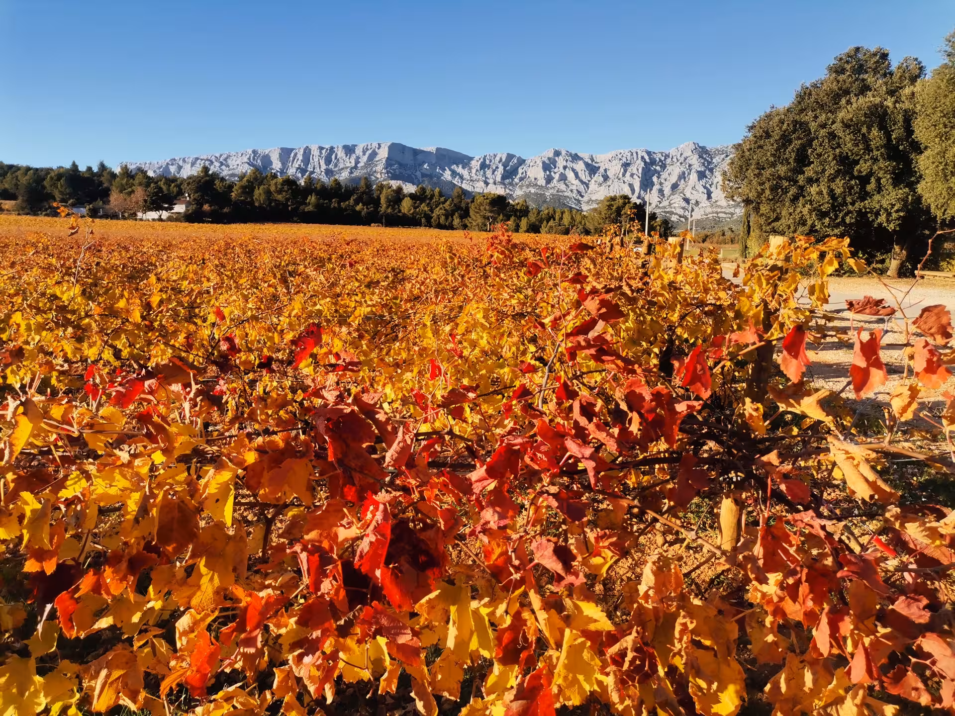 Autumn vineyards in Provence with golden vines and Sainte-Victoire mountain views on a 14-day hiking getaway