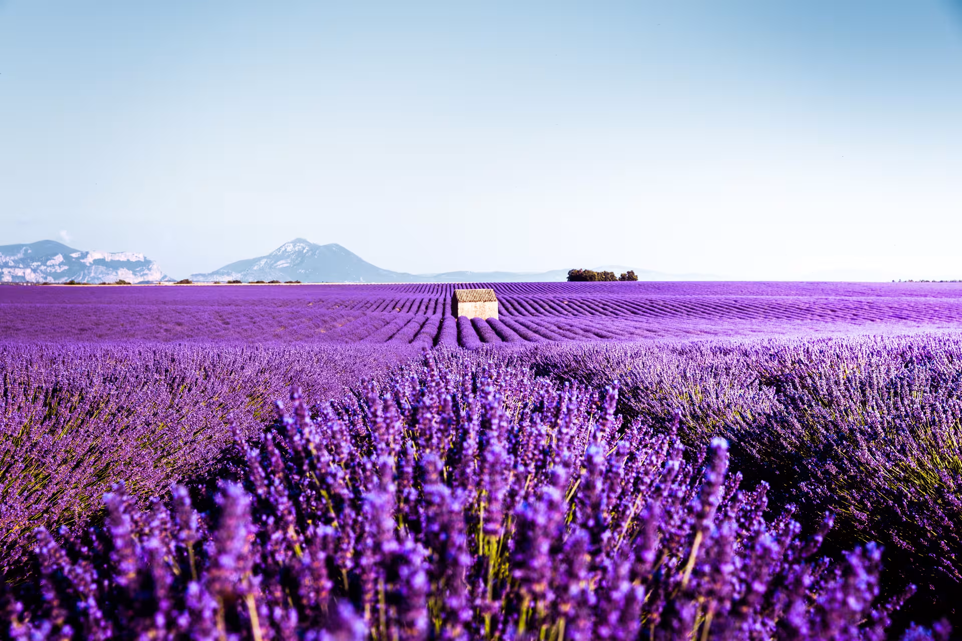 Provence lavender field experience with endless purple rows and a rustic hut, mountains under blue sky
