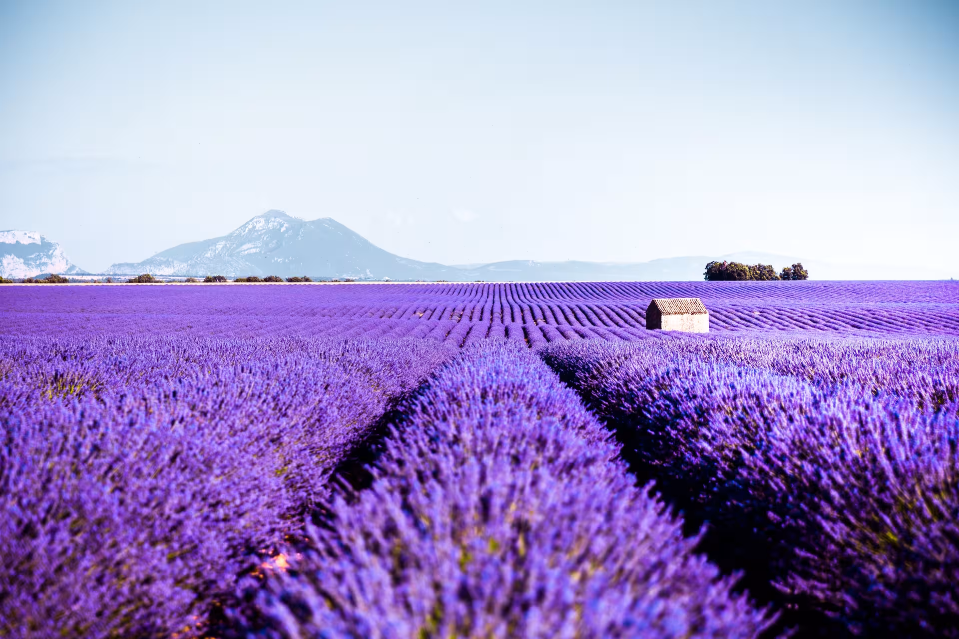 Endless Provence-style lavender field with a small stone hut and mountain views, a unique immersive experience