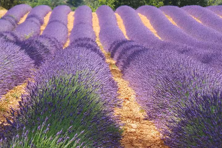 Endless rows of blooming lavender fields in Provence, offering a fragrant and picturesque countryside escape.