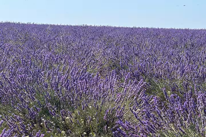 Endless purple lavender rows in Provence, France, perfect photo stop on a private full-day lavender fields tour
