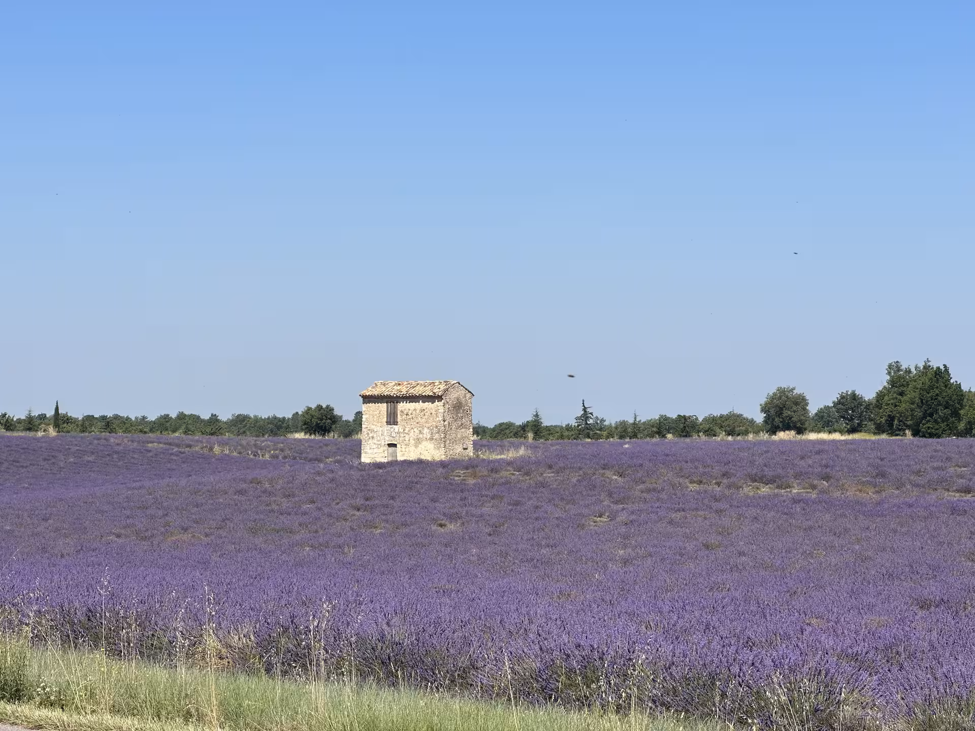 Provence lavender fields with a stone hut under blue sky, scenic stop on a private lavender day trip