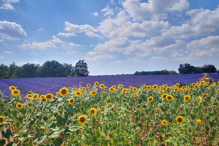 Sunflowers in foreground with vast Provence lavender fields beyond, scenic highlight of a private full-day tour