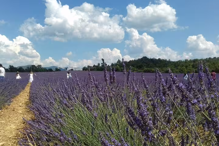 Vibrant lavender fields under a sunny sky in Provence, perfect for a peaceful private day trip amidst natural beauty.