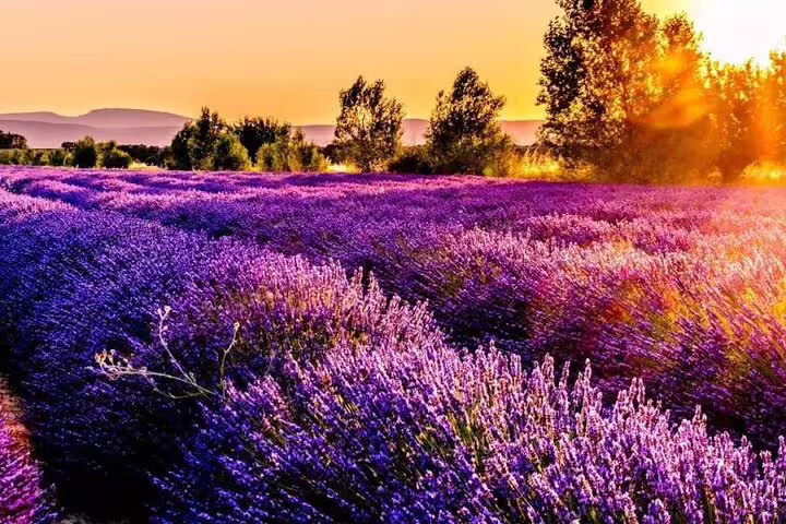 Purple lavender fields in full bloom at golden sunset with trees and mountains in Provence, France