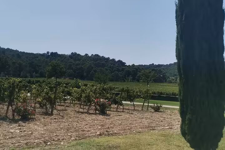 Provence vineyards near Château La Gaude, sunny estate view with cypress trees on wine tasting day trip
