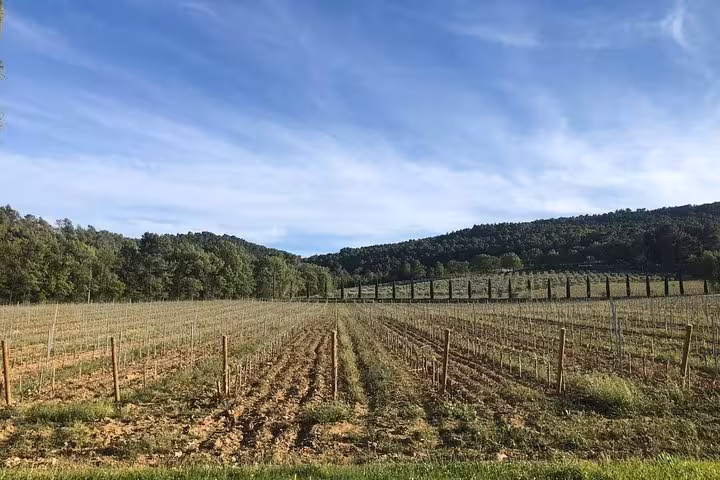 Provence vineyard rows in rolling countryside, perfect for a self-guided, leisurely wine tour day trip