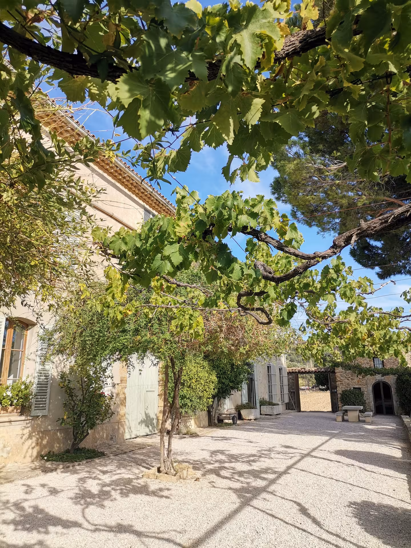 Shaded Provence winery courtyard under grapevines on Coteaux d’Aix-en-Provence Sainte-Victoire tour