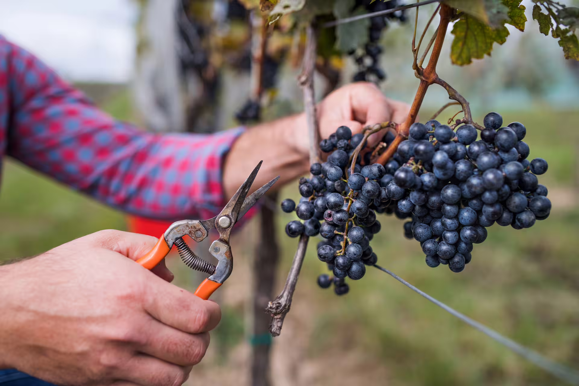 Close-up of pruning shears cutting ripe grape clusters on the vine during harvest wine tour in vineyard