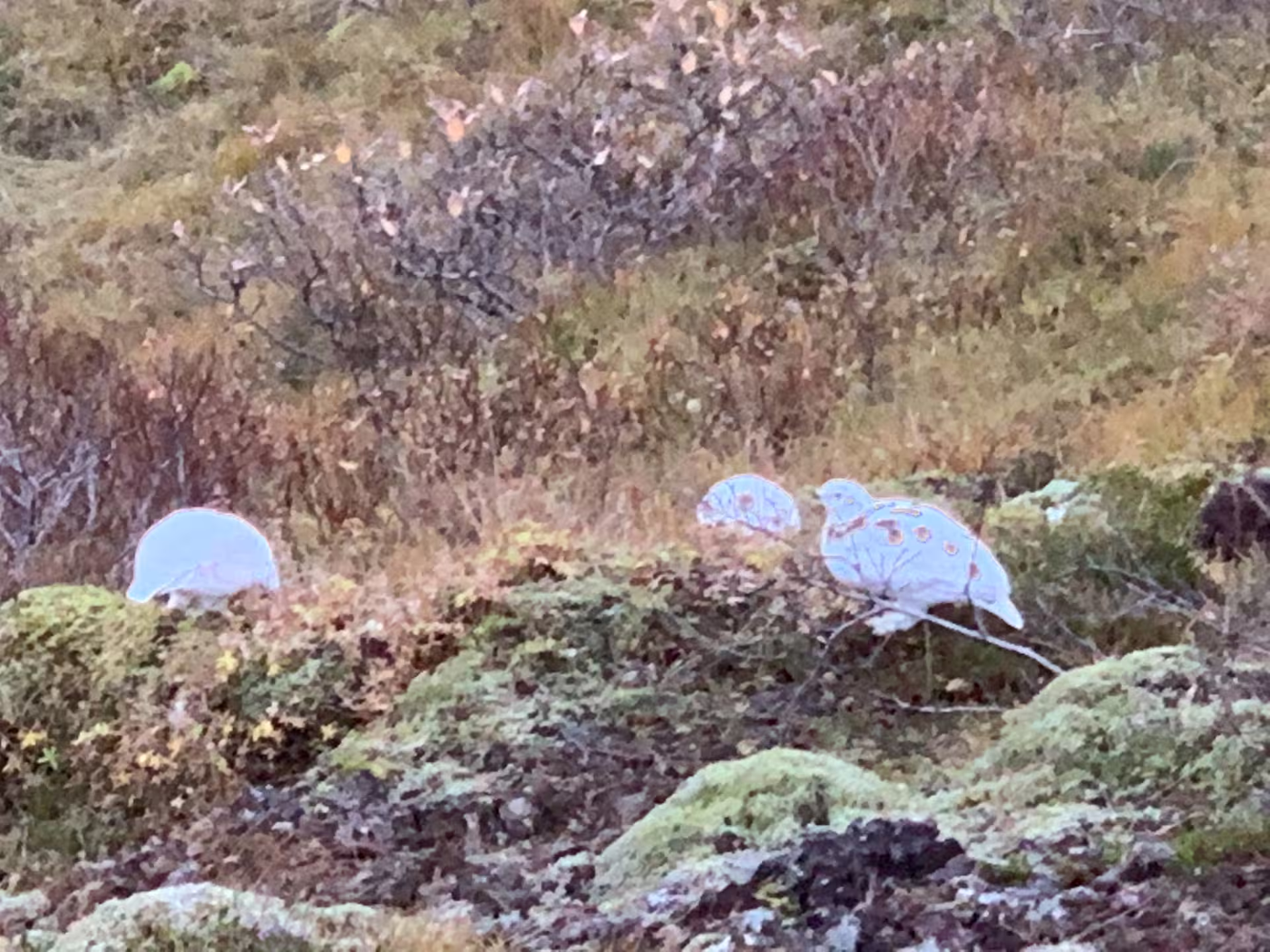 Ptarmigan birds in autumn tundra vegetation on Iceland Golden Circle tour