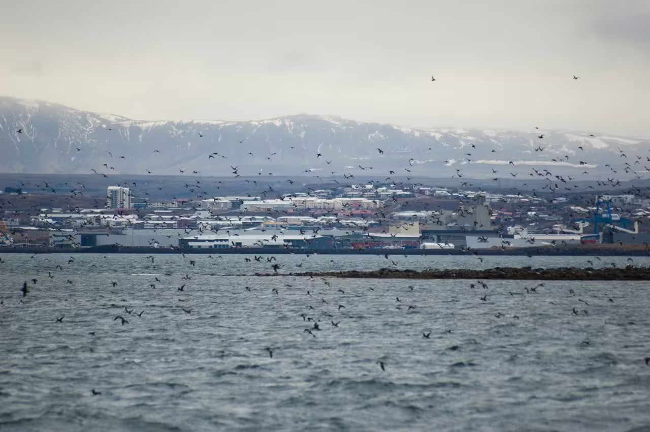 A large flock of seabirds soaring over Reykjavik harbor with snow-capped mountains on a puffin boat tour.