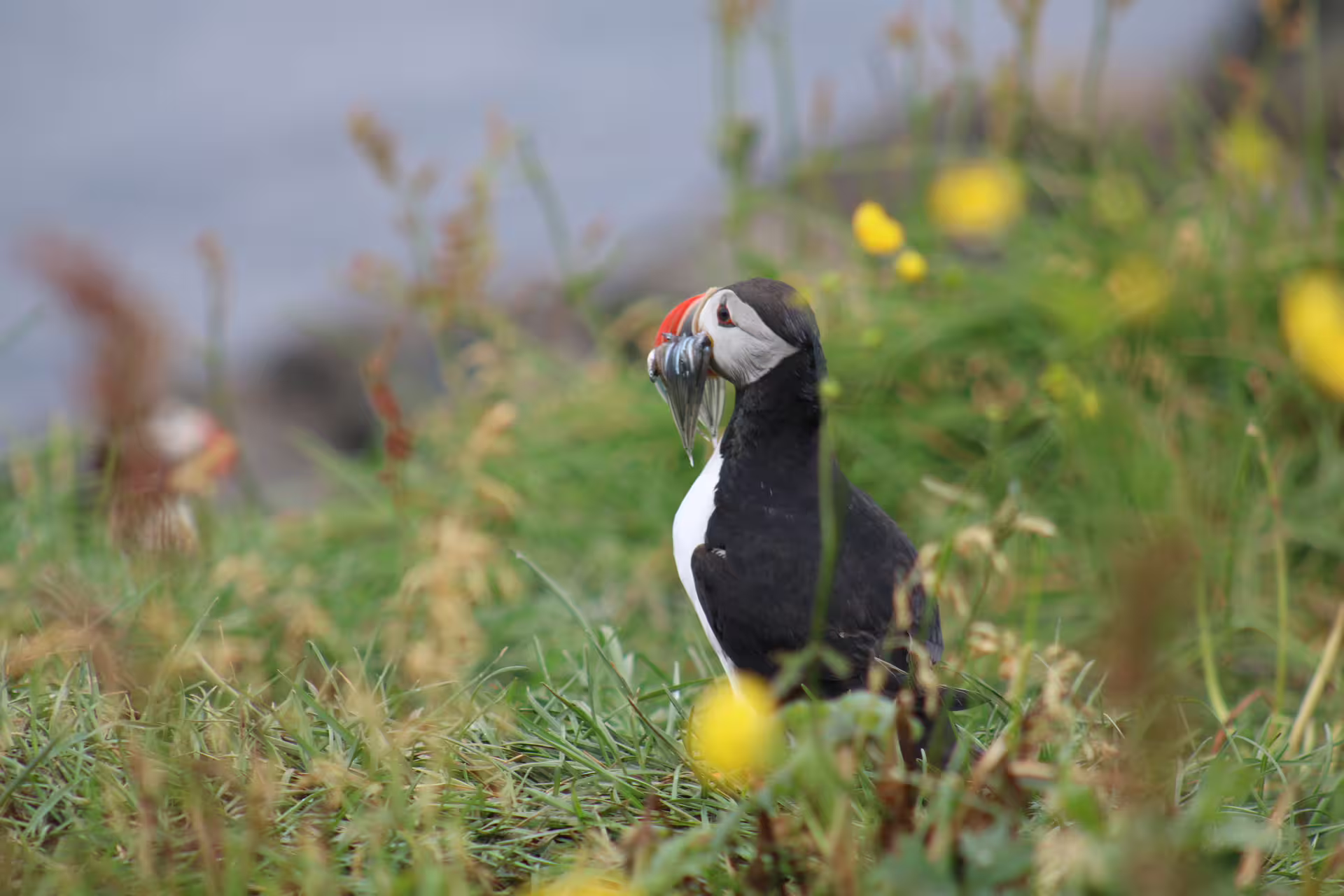 Atlantic puffin with small fish in its colorful beak standing in green grass with yellow wildflowers