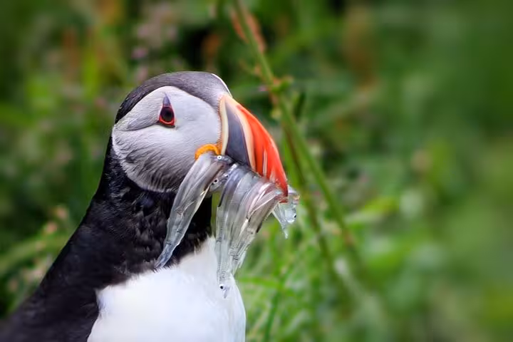 Atlantic puffin holding multiple small fish in its colorful beak during a puffin watching tour in Iceland