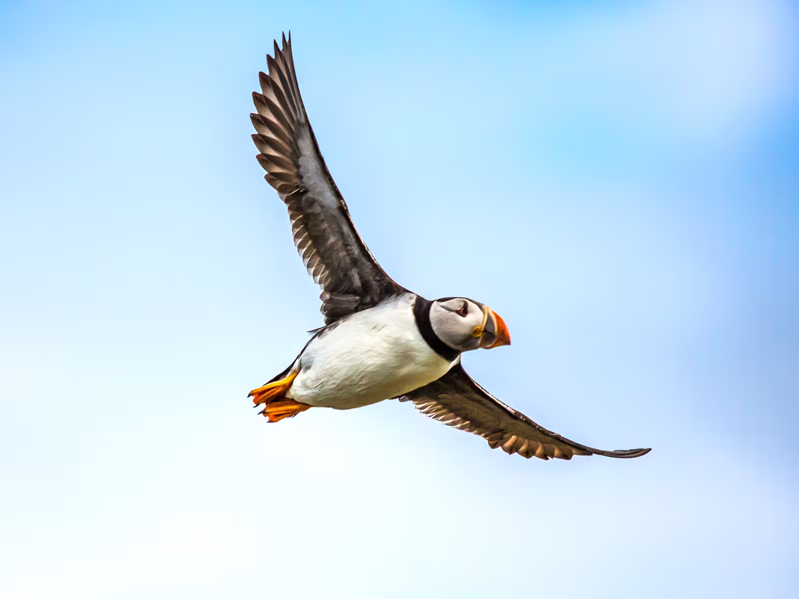 Atlantic puffin in flight against blue sky over Reykjavik Bay