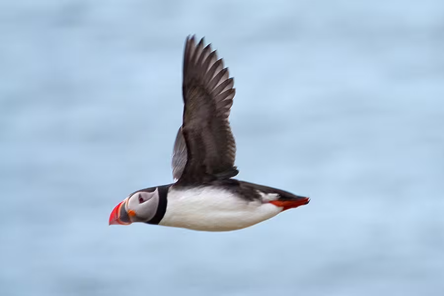 Atlantic puffin in flight over Reykjavik Bay, showing distinctive colorful beak and black-white plumage