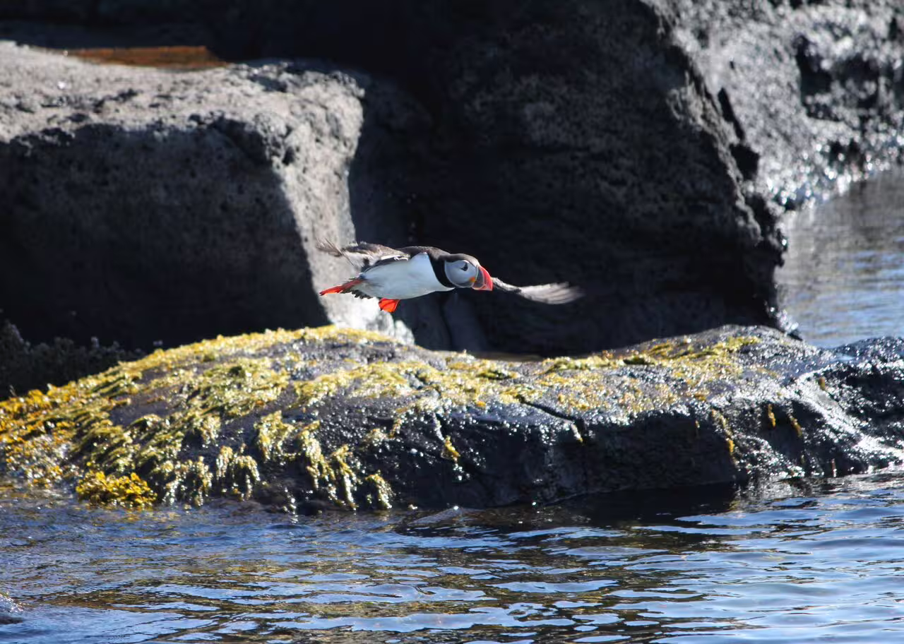 Atlantic puffin in flight over rocky seashore near Reykjavik on Faxafloi Bay