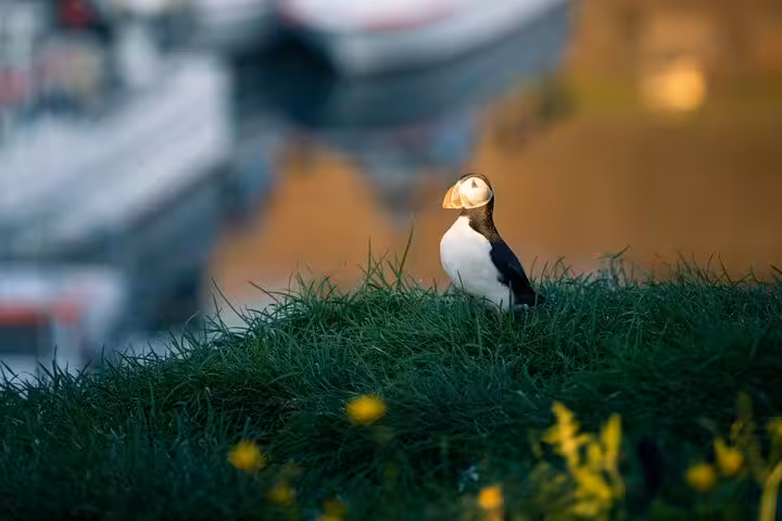 Atlantic puffin standing on grassy cliffside with harbor boats in background, East Iceland